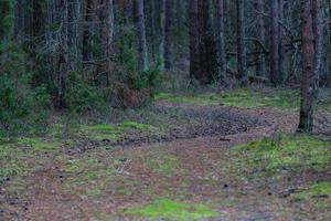 pino e abete rosso foresta foto