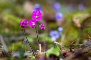 anemone hepatica nel naturale foresta foto