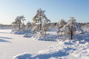 nevoso inverno giorno nel il palude foto