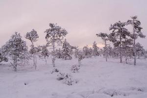 nevoso inverno giorno nel il palude foto