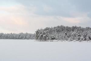 nevoso inverno giorno nel il palude foto