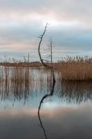 autunno giorno a il palude lago foto