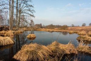 autunno giorno a il palude lago foto