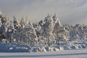 nevoso inverno giorno nel il palude foto