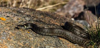 erba serpente nel naturale ambiente foto