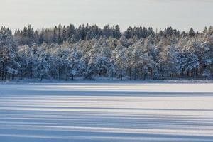 nevoso inverno giorno nel il palude foto