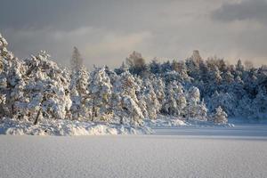 nevoso inverno giorno nel il palude foto