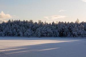 nevoso inverno giorno nel il palude foto