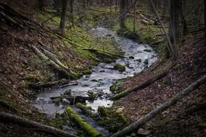 piccolo foresta fiume nel presto primavera foto