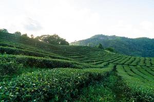 tè piantagione e verde tè piantagione foto