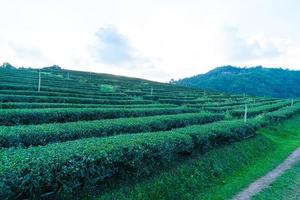 tè piantagione e verde tè piantagione foto