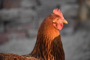 Marrone gallina viso HD Immagine foto