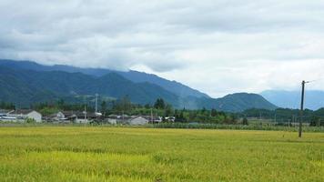 il raccolta giallo riso campo Visualizza collocato nel il valle tra il montagne con il nuvoloso cielo come sfondo foto