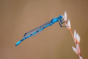 uno blu damselfly libellula si siede su un' gambo nel un' prato foto