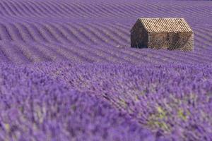 panoramico Visualizza di viola lavanda campo nel provence Sud di Francia con pietra capanna nel il sfondo foto