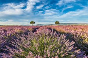 panoramico Visualizza di lavanda campo con Due mandorla alberi durante caldo estate tramonto foto