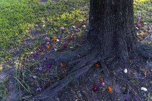 ambientale cura di uomini e donne, mani segnato su un' tronco di tutti e due sessi foto