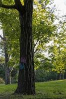 ambientale cura, albero abbattimento vietato, parchi dove bambini giocare a, latino America, foto