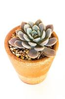 pianta succulenta primo piano pianta di echeveria nel vaso di terracotta foto