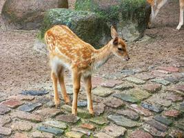 giovane bambino cervo piace bambino foto