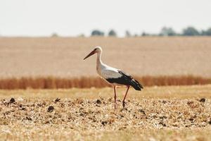 uno cicogna è su agricoltura campo. natura nel un' giallo ambiente foto