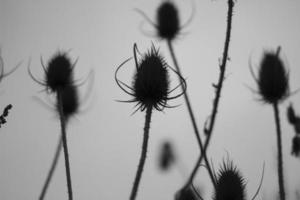 sfondo di asciutto impianti. steli di un' spinoso pianta. foto