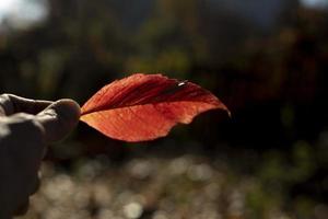 rosso foglia nel sole. autunno foglia nel mano. dita hold pianta. foto