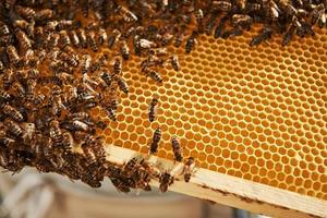 naturale illuminazione. dettagliato Visualizza di Favo pieno di api. concezione di apicoltura foto