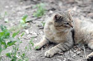 triste museruola ritratto di un' grigio a strisce soriano gatto con verde occhi, selettivo messa a fuoco foto