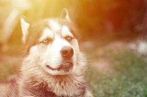 artico malamute con blu occhi museruola ritratto vicino su. Questo è un' abbastanza grande cane nativo genere foto