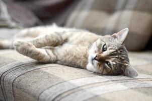 vicino su di un' triste e pigro soriano gatto napping su il divano all'aperto nel sera foto