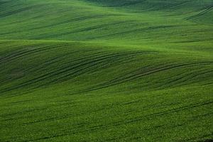 verde agricolo i campi di moravia a giorno. simpatico tempo metereologico foto