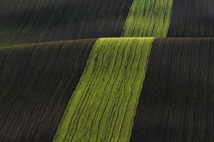 linea di fresco alberi su il verde agricolo i campi a giorno foto