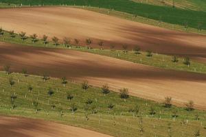 bellissimo natura. linea di fresco alberi su il verde agricolo i campi a giorno foto