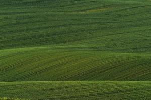 verde agricolo i campi di moravia a giorno. simpatico tempo metereologico foto