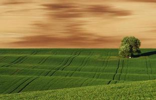 albero su verde campo nel moravia. bellissimo natura. rurale scena foto