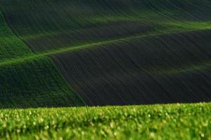 rurale scena. verde agricolo i campi di moravia a giorno. simpatico tempo metereologico foto