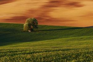 d'oro colorato weadow. albero su verde campo nel moravia. bellissimo natura. rurale scena foto