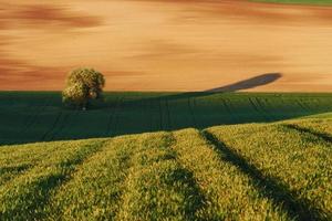 albero su verde campo nel moravia. bellissimo natura. rurale scena foto