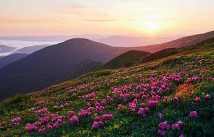 rosa fiori su il collina. maestoso carpazi montagne. bellissimo paesaggio. mozzafiato Visualizza foto