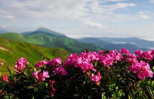 sfocato sfondo. maestoso carpazi montagne. bellissimo paesaggio. mozzafiato Visualizza foto