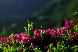 macro foto. vicino su Visualizza di erba a montagne a soleggiato giorno foto