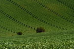 verde agricolo i campi di moravia a giorno. simpatico tempo metereologico foto