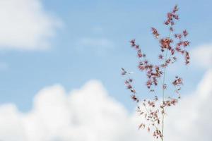 fiore su sfondo blu cielo foto