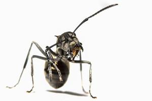 formica nera su sfondo bianco foto