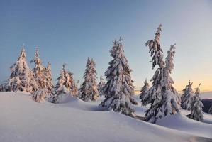 neve coperture lotto di terra e alberi. magico inverno paesaggio foto