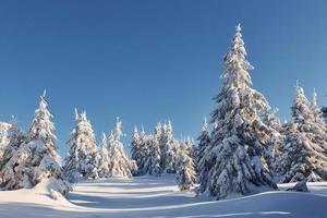 soleggiato tempo atmosferico. magico inverno paesaggio con neve coperto alberi a giorno foto