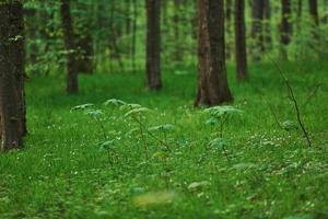 foto di foresta a primavera stagione a giorno. alberi e impianti