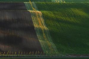 no le persone. linea di fresco alberi su il verde agricolo i campi a giorno foto