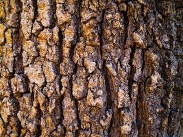 corteccia d'albero strutturato foto